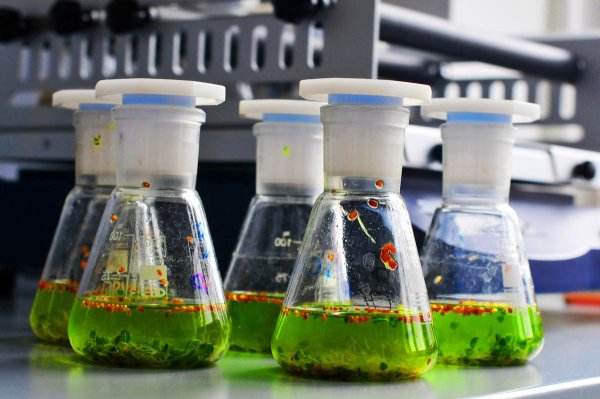 Na PŁ na Wydziale Biotechnologii i Nauk o Żywności prowadzone są badania na ochroną roślin