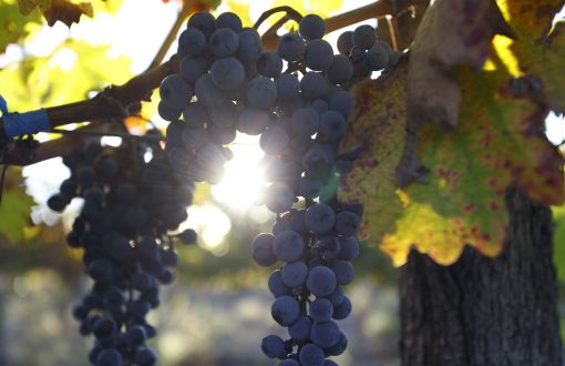 Winogrona do produkcji wina Cabernet Sauvignion fot. freepik